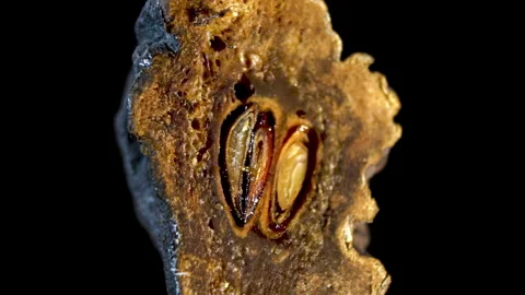 Rotating Organic Texture: Internal Dried Pear Section, shriveled organic surface Stock Footage 332857374