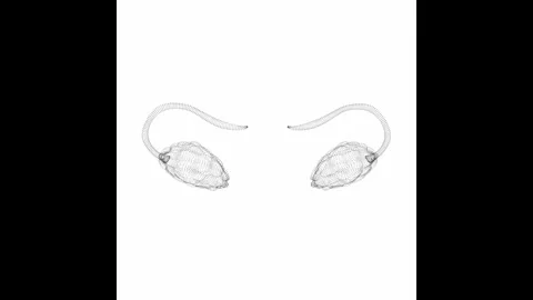 Rotating Ovaries Minimalistic Wireframe Endless Loop 4K 60FPS Stock Footage 308383934