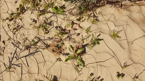 Rotating over cracked ground with a small young plants and grass in a desert Stock Footage 125829517