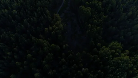 Rotating over forest clearing during golden hour Video stock 103352704