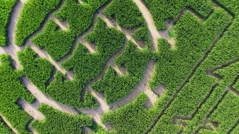 Rotating overhead corn field patterns Stock Footage 341387572