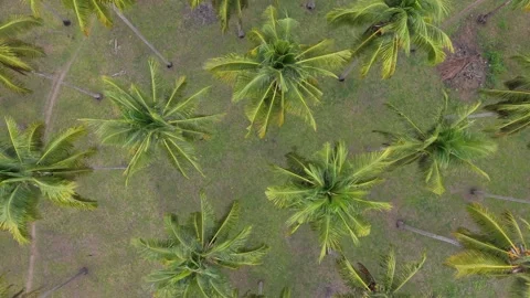 Rotating Overhead View of Coconut Palms in Puerto Princesa Video stock 346285069