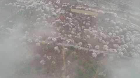 Rotating overhead view of peach trees and a narrow Nyingchi road Vidéo 345888608