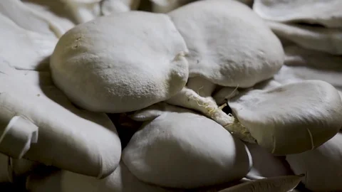 Rotating oyster mushrooms up close so you can see the texture of the mushrooms. Stock Footage