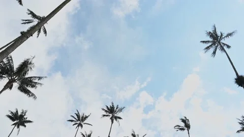 Rotating palm trees and sky Stock Footage 144499826