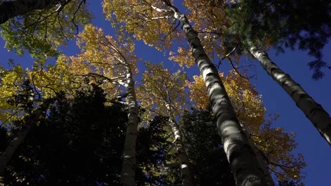 Rotating pan of colorful aspen trees in Autumn Stock Footage 253091925