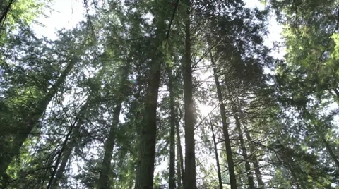 Rotating pan of a forest canopy Stockbeeldmateriaal 8655438