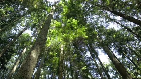 Rotating pan of a forest canopy Stock Footage 8655539