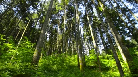 Rotating pan of pine trees in spring, Croatia. Stock Footage 62955542