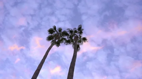 A rotating pan of towering palms trees with sunrise pastel colors Stock Footage 229408990
