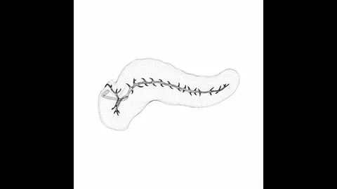 Rotating Pancreas Minimalistic Wireframe Endless Loop 4K 60FPS Stock Footage 308382118