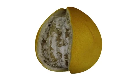Rotating Partially Peeled Pomelo White Background (Looping) Stock Footage 146822732