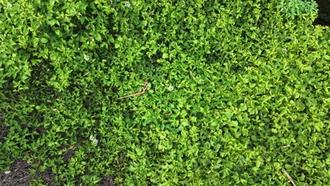 Rotating Passion Fruit Vines Stock Footage 335154407