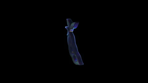 Rotating pea pod with alpha channel on black background Stock Footage 319011016