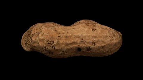 Rotating Peanut Pod on Black Background Stock Footage 92273786
