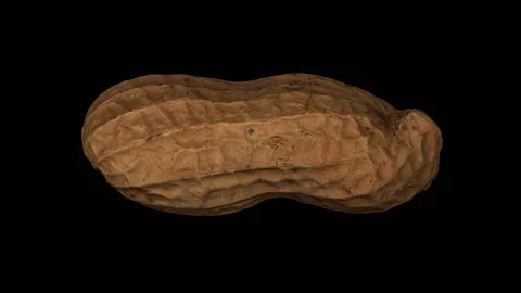 Rotating Peanut Pod on Transparent Background (Alpha Channel) Stock Footage 92285917