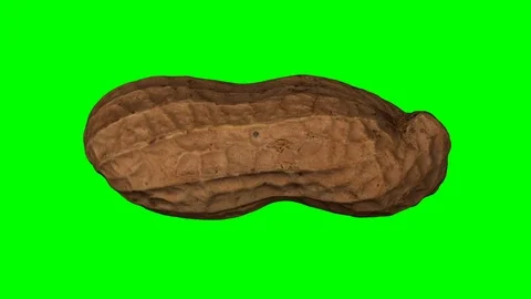 Rotating Peanut Pod on White Background Stock Footage 92271998