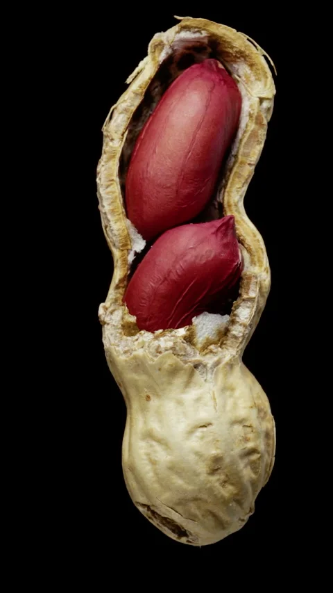 Rotating peanuts in a broken shell on a black background. Close-up, side view. V Stock Footage 241560460