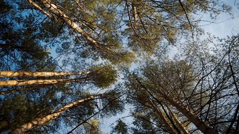 Rotating perspective shot of high tree tops towering above Stock Footage 120602873