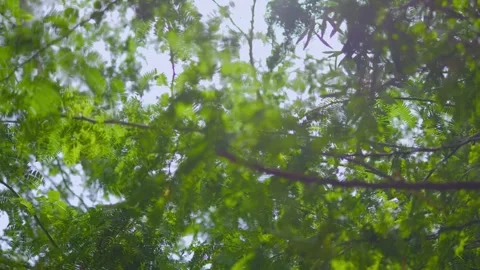 Rotating perspective of sunlit foliage in a dense forest in 4k slow motion Stock Footage 264775552