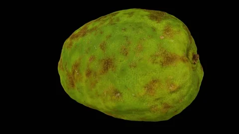 Rotating Philippine Lemon on Black Background (Looping) Stock Footage 151186350