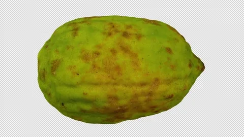 Rotating Philippine Lemon on Transparent Background (Looping with Alpha Channel) Stock Footage 151186146