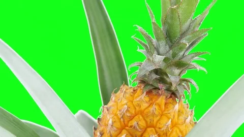 Rotating pineapple plant isolated on green background Stock Footage 84454864