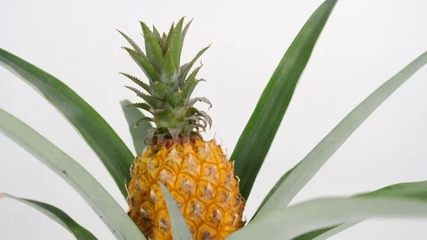 Rotating pineapple plant isolated on white background Stock Footage 84454399