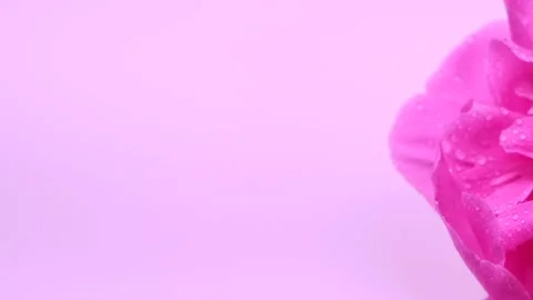 Rotating pink background with peony or pink flower, with space to insert, copy Stock Footage 220015671