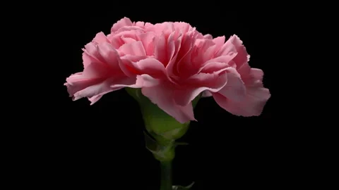 Rotating pink carnation on black background. Stock Footage 328730784
