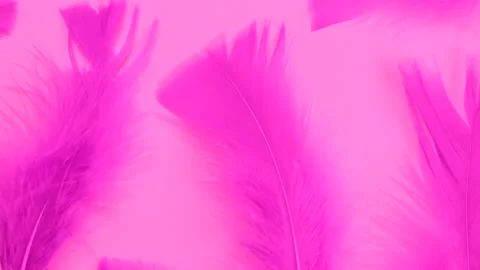 Rotating pink feathers on a pink background, Stock Footage 213516916