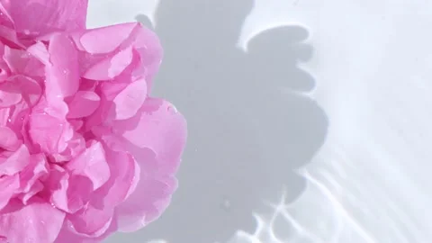 Rotating pink peony floating in the water on a white background template for Stock Footage 196145970