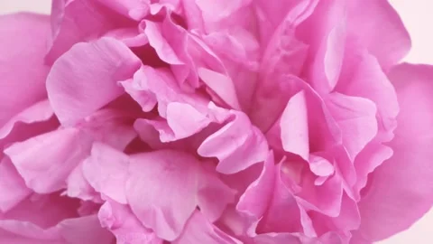 Rotating pink peony, petals close-up, background of pink flower petals top view Stock Footage 195626754