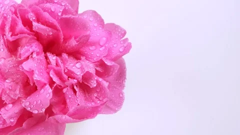 Rotating pink peony, petals close-up, background of pink flower petals with Stock Footage 245273370