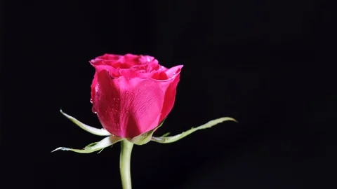 Rotating Pink Rose Flower with Wet Petal... | Stock Video | Pond5
