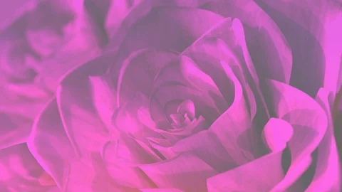 rotating pink roses background theme - 3... | Stock Video | Pond5