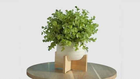 Rotating Plant Alpha Stock Footage 278861210