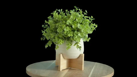 Rotating Plant Stock Footage 278507586