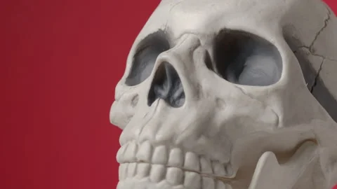 Rotating Plastic Human Skull Isolated on Red Background - Shallow DOF Stock Footage 141640394