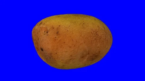 Rotating Potato on Blue Background | Stock Video | Pond5