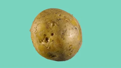 Rotating potato on a blue background. | Stock Video | Pond5