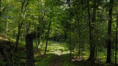 Rotating Pull Back Shot Through Lush Green Summer Forest Stock Footage 340326837