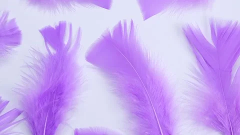 Rotating purple feathers on a white background, fashionable, delicate, feminine Stock Footage 211118531