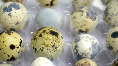Rotating Quail eggs footage Stock Footage 274138444