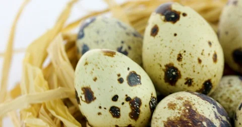 Rotating quail eggs in nest Stock Footage 102525056