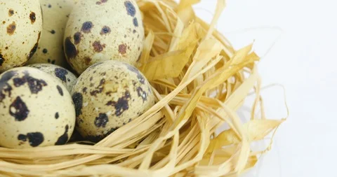 Rotating quail eggs in nest Stock Footage 102525727