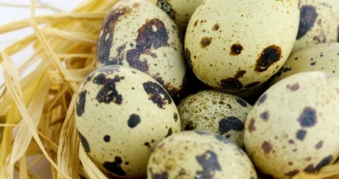 Rotating quail eggs in nest Stock Footage 102528007