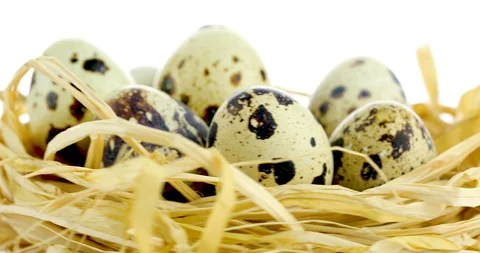 Rotating quail eggs in nest Stock Footage 102528404
