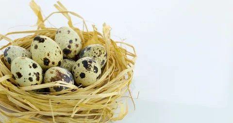 Rotating quail eggs in nest Stock Footage 102529565