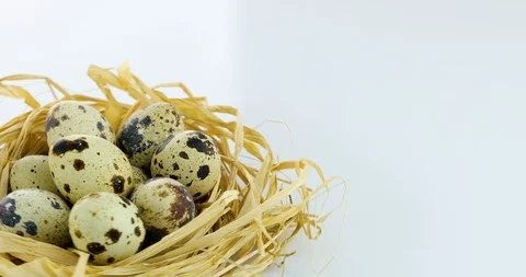 Rotating quail eggs in nest Stock Footage 102531079